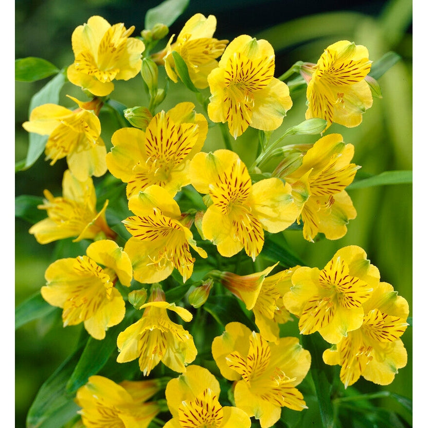 Alstroemeria Yellow 2-pakning